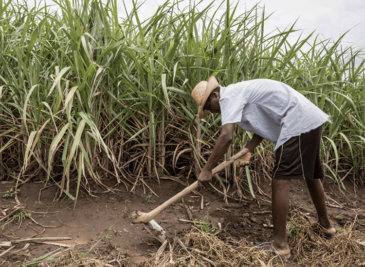You are currently viewing Devastating Floods Hit Fairtrade Sugar Farmers in Malawi