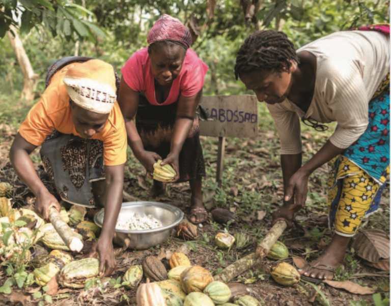 Farmers breaking cocoa pods and scooping out the beans