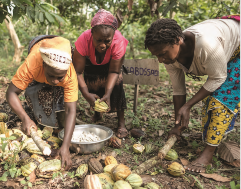 You are currently viewing Cocoa Sustainable Livelihoods Landscape Study summary