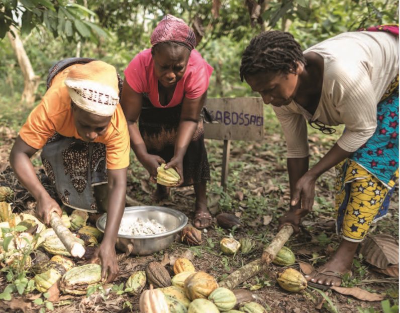 Farmers breaking cocoa pods and scooping out the beans