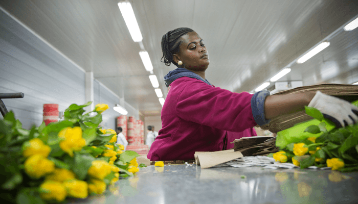 Jamila Athuman packing roses at the Fairtrade certified Mount Meru flower farm, Tanzania © Fairtrade Austria / Georges Desrues