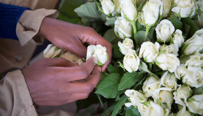 Roses from the Fairtrade certified Mount Meru flower farm, Tanzania destined for European customers © Fairtrade Austria / Georges Desrues