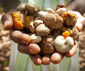 a pair of hands hold a selection of freshly harvested Fairtrade nuts