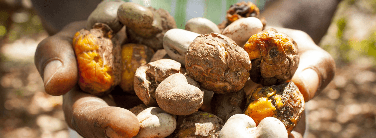 Fairtrade nuts