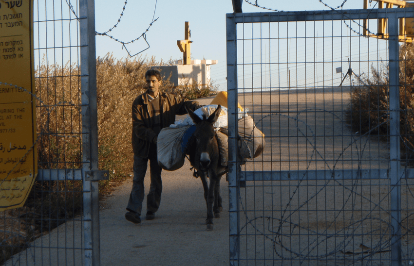 Fairtrade farmer in Palestine leading a donkey through a barbed wire gate