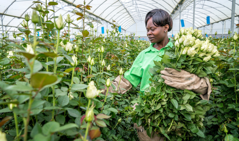 Panda Flowers, a Fairtrade certified farm in Kenya.