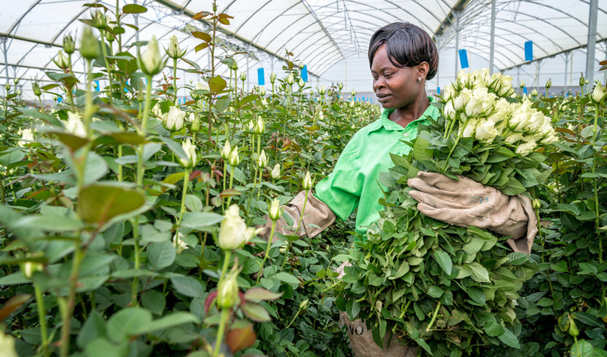 6 reasons to buy Aldi Fairtrade flowers