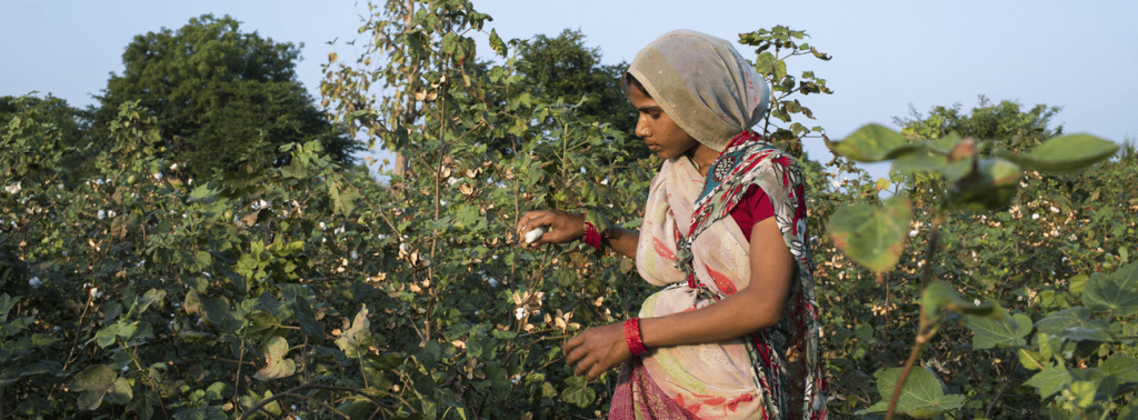 Farmer picking cotton