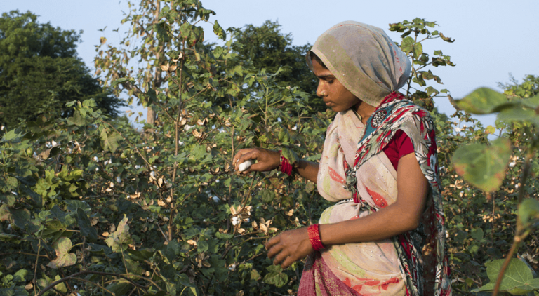 Farmer picking cotton