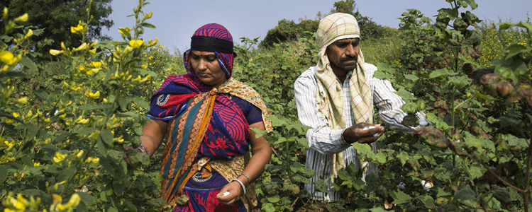 Fairtrade cotton farmer Sugna Jat picks cotton together with her husband, Nandaram Jat, in their farm in Maheshwar, Khargone, Madhya Pradesh, India