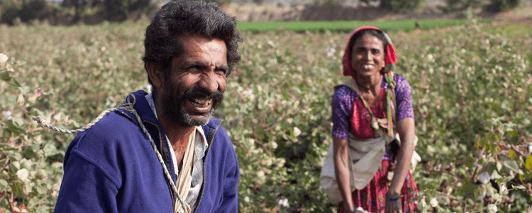 Sarabhai Charda with his wife Shantiben Charda Fairtrade cotton farmers picking cotton in Rapar district, Gujarat, India.