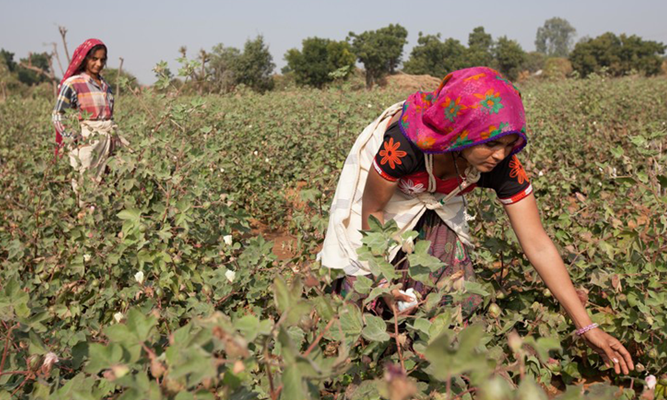 Two farmers picking cotton in Rapar and Dhrangadhra Farmers Producer Company