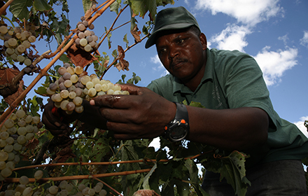 South African wine worker