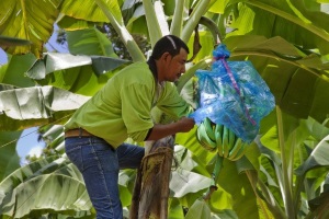 Albeiro 'Foncho' a banana farmer in a banana tree