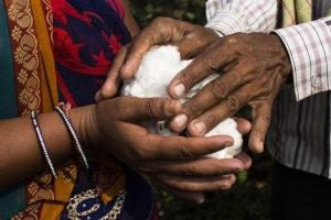 Two pairs of hands hold a bundle of freshly picked cotton