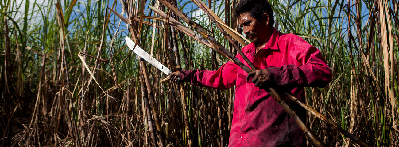 A sugar farmer cuts sugar cane