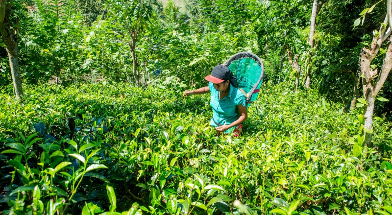 Tea farmer in organic smallholding - Sri Lanka
