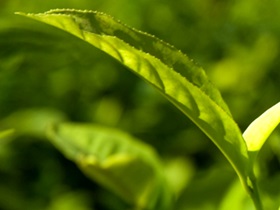Close-up of a Fairtrade tea leaf