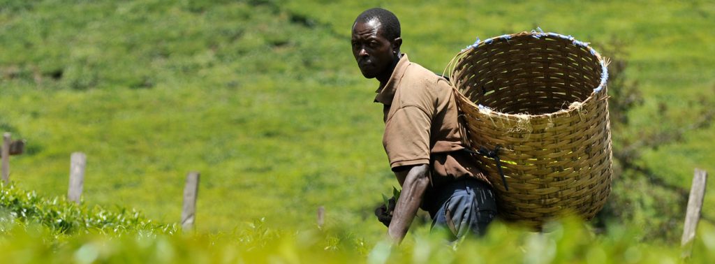 Picking tea