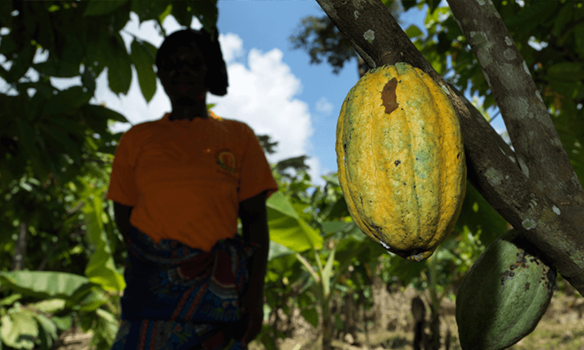 Women cocoa farmer with cocoa pod.