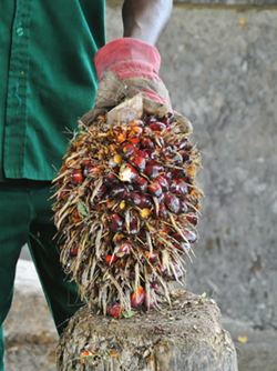 Oil palm fruit