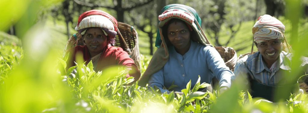 women picking tea leaves on a farm
