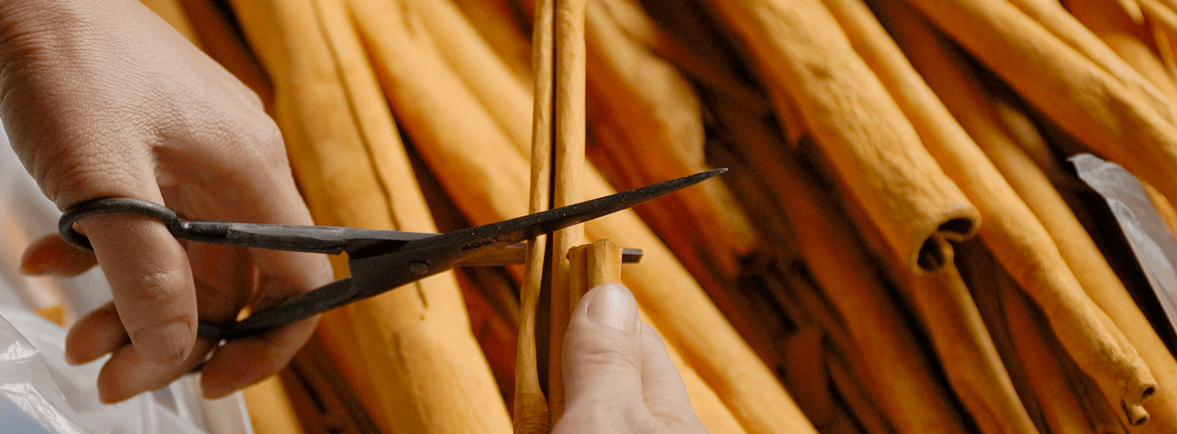 Cutting cinnamon sticks