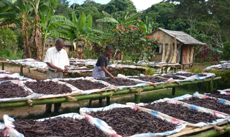 Vanilla farmers with dried vanilla pods