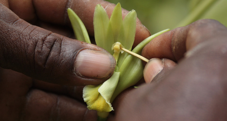 Pollinating a vanilla orchid