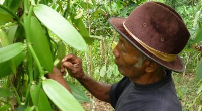 Anything but ‘plain’: Exploring sustainable vanilla prices to achieve a living income for farmers