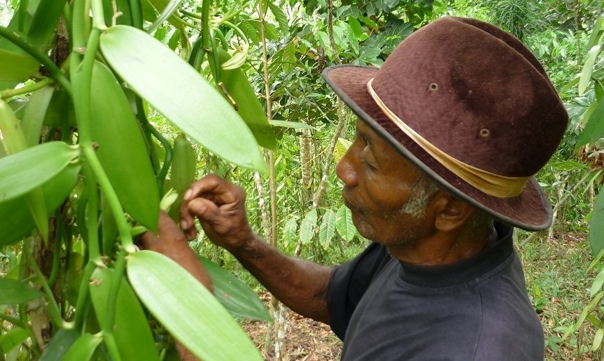You are currently viewing Anything but ‘plain’: Exploring sustainable vanilla prices to achieve a living income for farmers