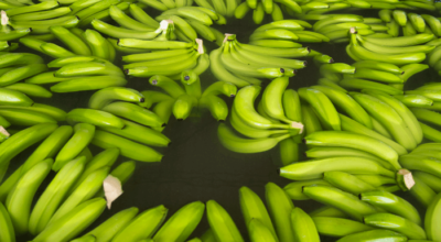 Top 12 Facts about Fairtrade Bananas