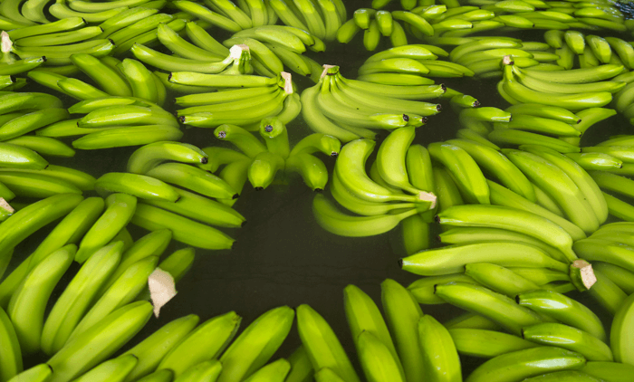 Bananas in water