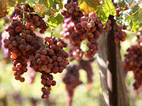 Bunches of grapes on their vines in a Fairtrade vinyard