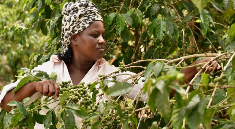 Zeddy, a Fairtrade coffee farmer picking coffee cherries on her farm in Kenya