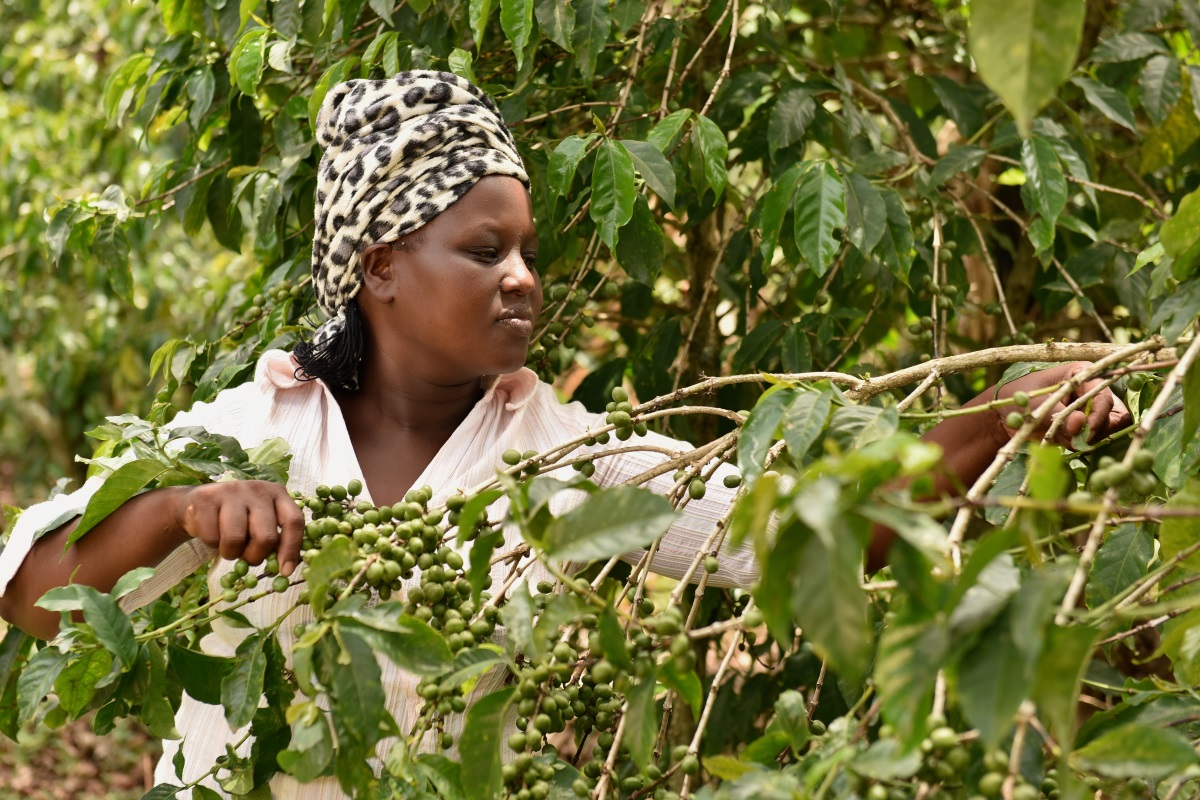 Zeddy - coffee farmer in Kenya 2