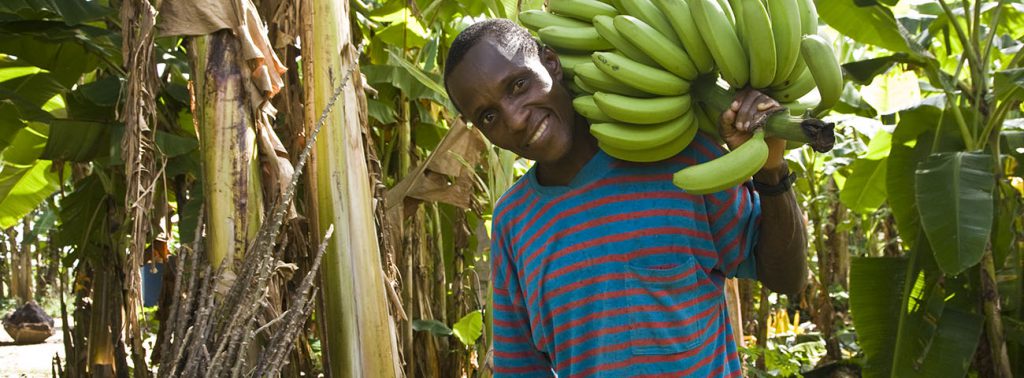 A banana farmer carries a branch of banana bunches