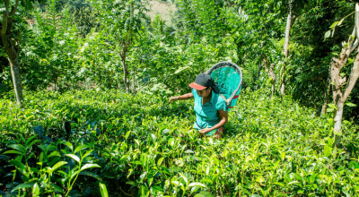 5 ways Fairtrade farmers help protect flora and fauna