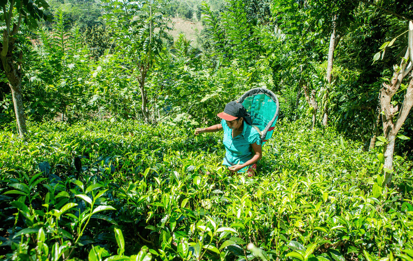 5 ways Fairtrade farmers help protect flora and fauna