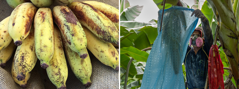 Bananas damaged by red rust thrips