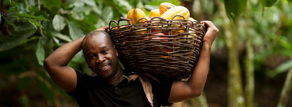 Cocoa farmer with a basket of cocoa pods on his shoulder