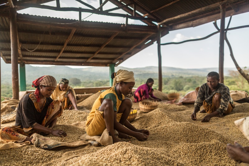 Ethiopian coffee farmers - by Chris Terry