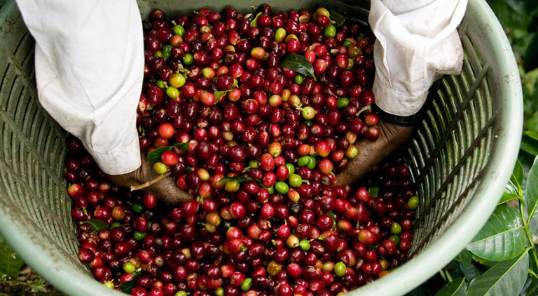 Coffee cherries in a basket