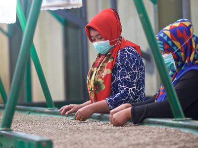 Coffee farmers in Sumatra sort through dried coffee beans, Indonesia