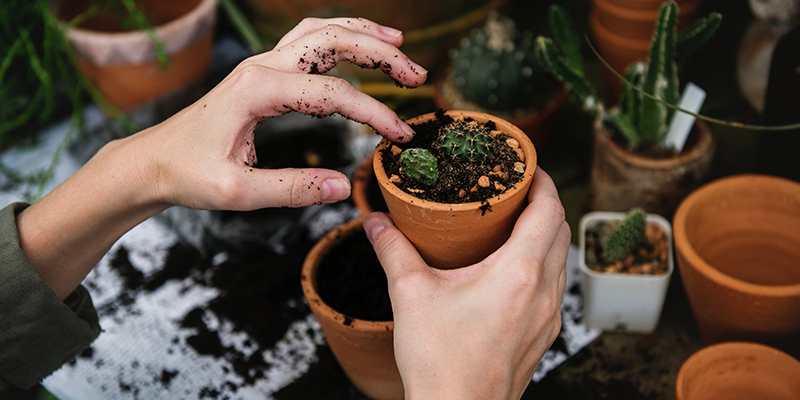 Compost