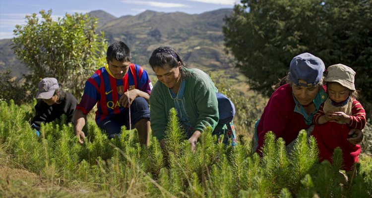 Producers tending pine trees in a nursery located on the mountainside of Cajas near the village of Choco in northern Peru. The project was conducted with the help of the NGO Progreso.