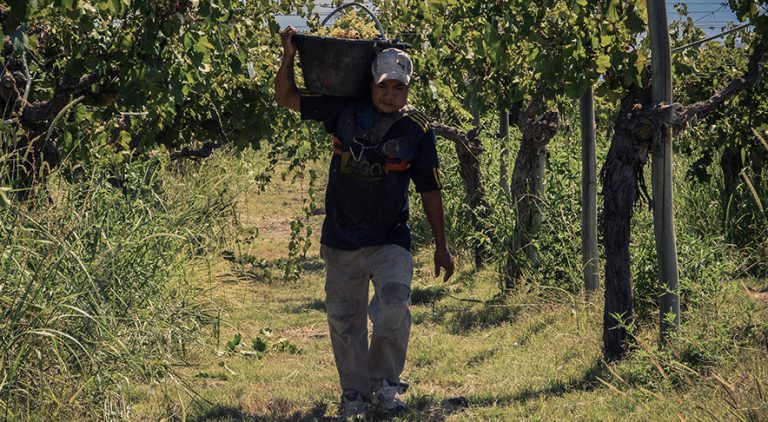 Wine worker in Argentina