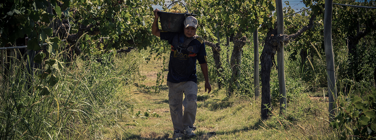 Wine worker in Argentina