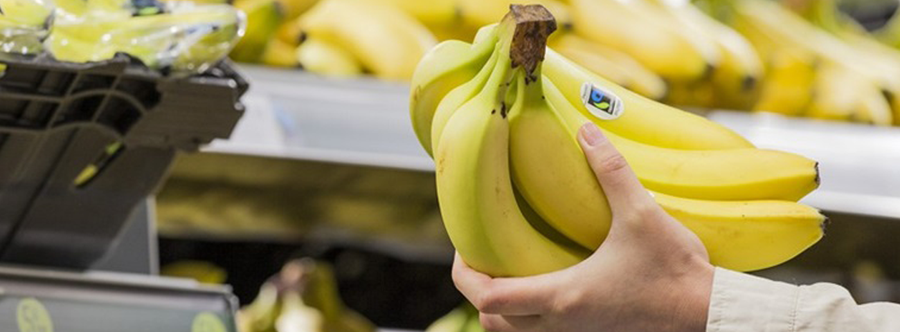 Bunch of Fairtrade bananas in a supermarket