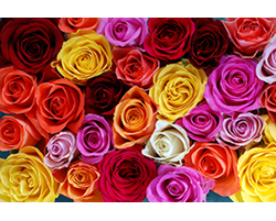 Pink, red, orange, white and yellow roses.